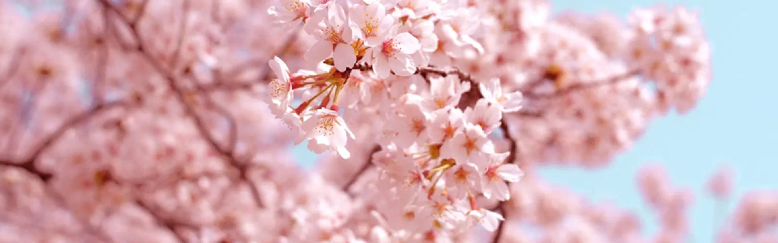 三原さくら祭り 2026